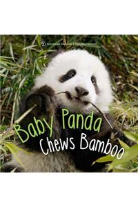 Baby Panda Chews Bamboo