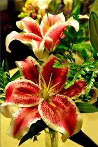 Lilium 