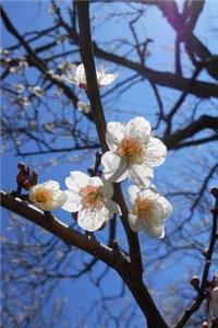White Plum Blossoms on a Tree Journal