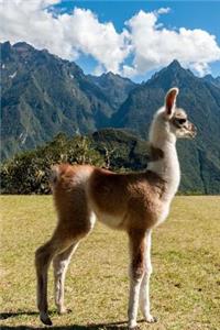 Awesomely Cute Baby Llama in the Andes Journal