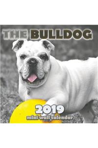 The Bulldog 2019 Mini Wall Calendar