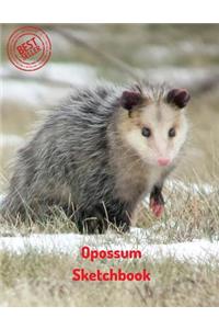 Opossum Sketchbook