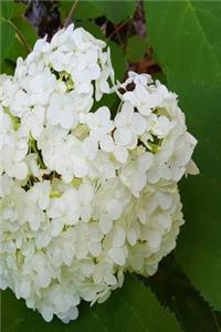 Floral Journal Summer Hydrangea