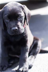 A Cute Little Black Lab Puppy Sitting on the Street Journal