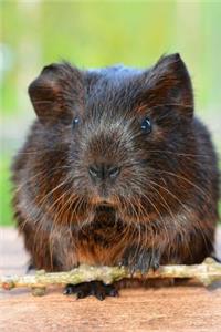 Gold Agouti Guinea Looking Cute Journal