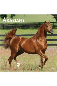 Arabians 2019 Square