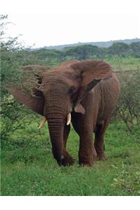 Elephant Notebook