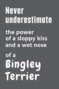 Never underestimate the power of a sloppy kiss and a wet nose of a Bingley Terrier