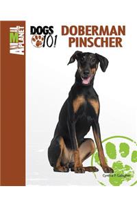 Doberman Pinscher