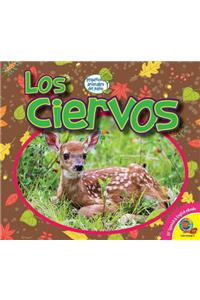 Ciervos