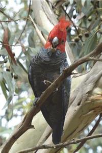 Gang-Gang Cockatoo Journal: 150 Page Lined Notebook/Diary