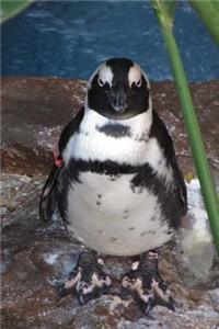 Black-Footed Penguin Animal Journal