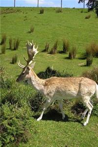 Young Reindeer in the Summer Animal Journal