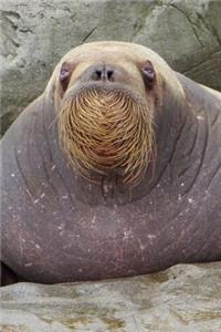 Whiskers the Walrus on the Rocks Animal Journal