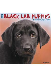 Just Black Lab Puppies 2019 Wall Calendar (Dog Breed Calendar)