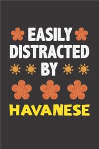 Easily Distracted By Havanese