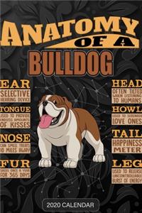 Anatomy Of A Bulldog