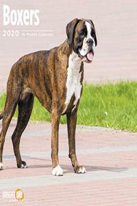 BOXERS WALL CALENDAR 2020