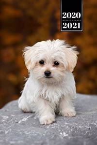 Maltese Dog Calendar Week Planner 2020 / 2021 - Baby on Stone