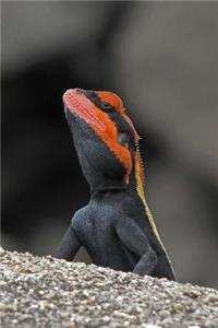 Blanford's Rock Agama Lizard Journal