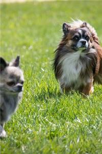 Chihuahua Dogs Playing in the Grass Journal