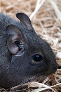 A Common Degu Journal