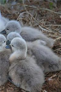 Swan Chicks Notebook