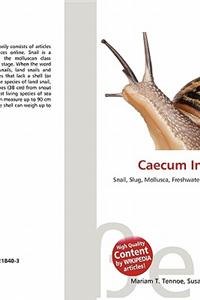 Caecum Imbricatum