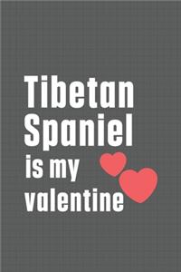 Tibetan Spaniel is my valentine