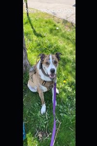 Remi the service dog