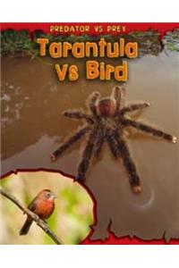 Tarantula vs Bird