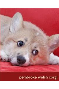 Pembroke Welsh Corgi