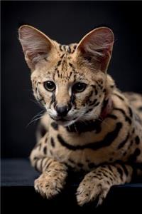 Serval Summer Notebook & Journal. Productivity Work Planner & Idea Notepad