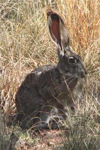 The Desert Jackrabbit Journal