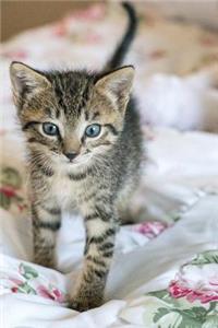 A gray striped kitten walking journal
