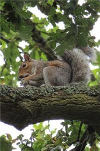 A Squirrel Sitting on a Branch in Tree in the Summer Journal