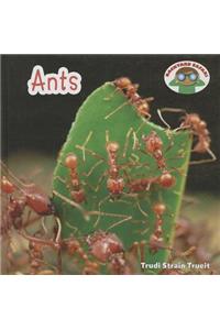 Ants
