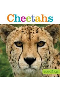 Seedlings: Cheetahs