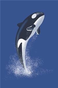 Orcinus Orca Killer Whale