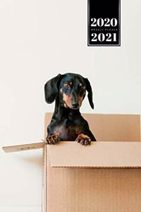 Dachshund Dog Calendar Week Planner 2020 / 2021 - In the Box