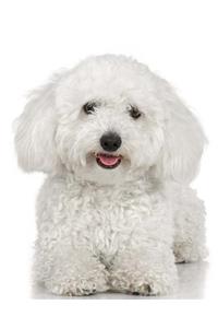 School Composition Book White Poodle Dog Photo 200 Pages
