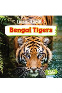 Bengal Tigers