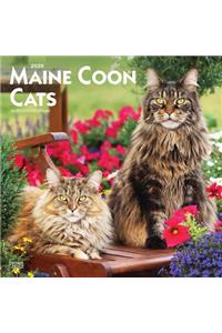 Maine Coon Cats 2020 Square