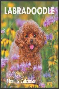 Labradoodle Calendar
