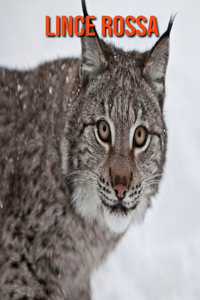 Lince rossa: Foto stupende e fatti divertenti Libro sui Lince rossa per bambini