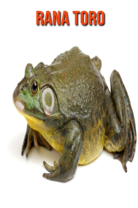 Rana toro