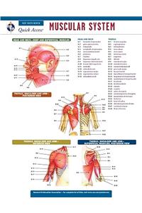 Muscular System