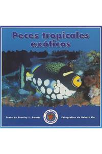 Peces Tropicales Exoticos