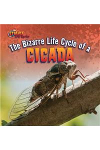 The Bizarre Life Cycle of a Cicada