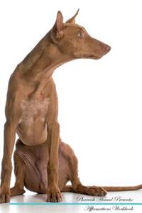 Pharaoh Hound Affirmations Workbook Pharaoh Hound Presents
